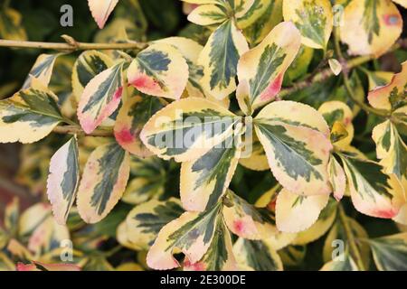 Euonymus fortunei ‘Emerald ‘n' Gold’ arbuste à feuilles vertes et jaunes, des éclaboussures roses apparaissent dans le froid de l’hiver, janvier, Angleterre, Banque D'Images