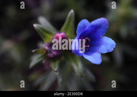 Lithodora / Glandora / Lithospermum diffusa ‘Bleu céleste’ pourpre grondwell – fleur pétonlée bleu vif, janvier, Angleterre, Royaume-Uni Banque D'Images