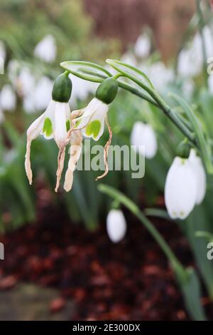Galanthus nivalis Snowdrops – fleurs blanches en forme de cloche avec une marque verte à l'envers, janvier, Angleterre, Royaume-Uni Banque D'Images