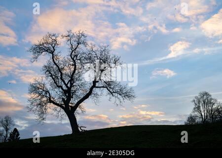 Quercus. Silhouette de chêne dans la campagne de cotswold en fin de soirée. Cotswolds, Gloucestershire, Angleterre Banque D'Images
