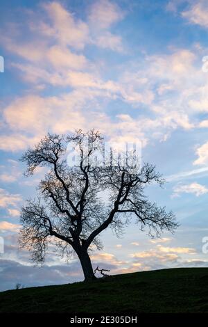 Quercus. Silhouette de chêne dans la campagne de cotswold en fin de soirée. Cotswolds, Gloucestershire, Angleterre Banque D'Images