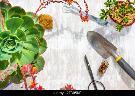 Grande plante succulente de 'rose bleue' d'en haut sur blanc laver le fond de bois avec les outils de jardinage - fond de concept de jardinage image avec copie sp Banque D'Images