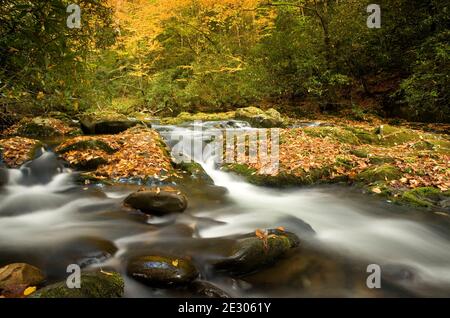 NC00202-00...CAROLINE DU NORD - automne le long de la rivière Oconaluftee dans le parc national des Great Smoky Mountains. Banque D'Images