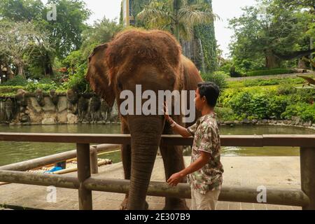 Face à face. Jeune voyageur avec un éléphant sympathique dans la forêt tropicale de la province de Chiang Mai, en Thaïlande Banque D'Images