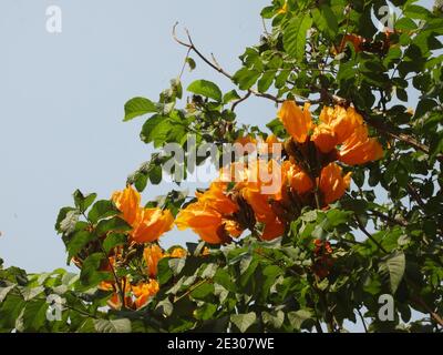 L'arbre de tulipe africain, l'arbre de fontaine de cloche de feu ou Spathodea Campanulata P. Beauv. Banque D'Images