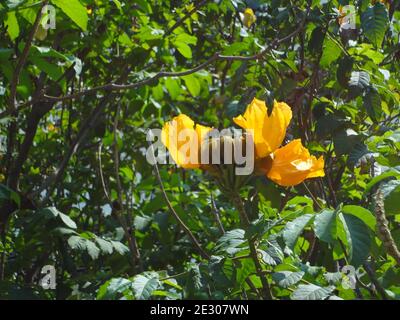 L'arbre de tulipe africain, l'arbre de fontaine de cloche de feu ou Spathodea Campanulata P. Beauv. Banque D'Images