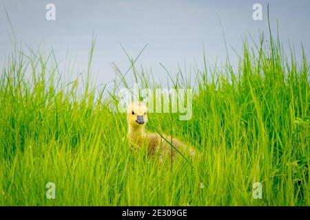 Un pergotage de la Bernache du Canada (Branta canadensis) se cachant dans la haute herbe à Beaumont, en Alberta, au Canada. Banque D'Images