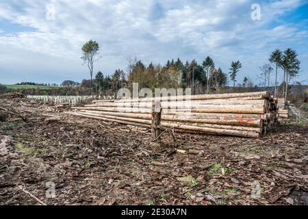 Nouvelle plantation forestière hachée Allemagne replantée avec de nouveaux arbres décidus de semis protégés par des tubes en plastique. Banque D'Images