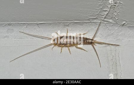 Ctenolepisma longicaudatum est isolé sur un mur blanc à l'intérieur d'une maison. Les ravageurs courants des ménages destructeurs pour les textiles et les produits en papier. Banque D'Images