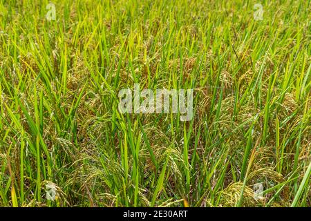 Graines de rizières fermées dans le champ de paddy Banque D'Images