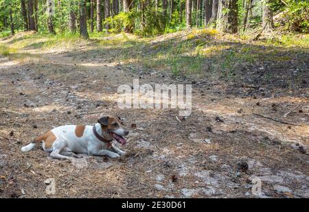 Jack russell terrier chien jouant dans la forêt de conifères en été chaud. Banque D'Images