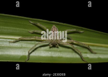 Araignée de crabe vert Olios milleti la nuit, Sasan GIR, Gujarat, Inde Banque D'Images