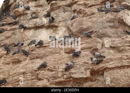 Image fixe d'un troupeau de pigeons debout sur le côté de la base de la colonne de Constantine à Istanbul, Turquie, en image à faible contraste. Banque D'Images