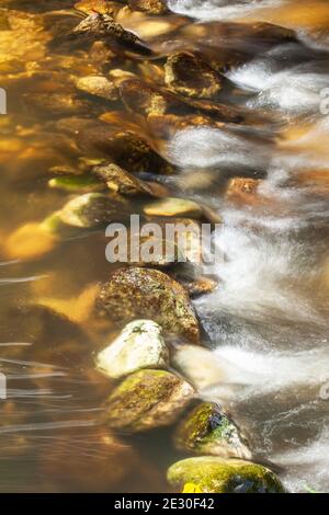 Eau douce claire qui coule sur des cailloux et des pierres dans une crique, une crique peu profonde dans une forêt tropicale, doux streaming avec de la mousse sur la surface de l'eau. Banque D'Images