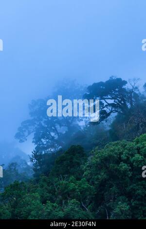 Forêt tropicale primitive mystique dans la brume bleue par jour de pluie, forme abstraite de la canopée d'arbres sauvages sur une montagne haute. Parc national de Mae Wong, Thaïlande. Banque D'Images