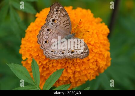 Indonésie Bali - Ubud papillon sur la fleur de marigold - Gros plan Tagetes Banque D'Images