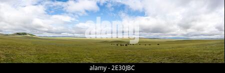 Vue panoramique steppe de Mongolie avec chevaux et nuages dans le ciel d'été. Banque D'Images