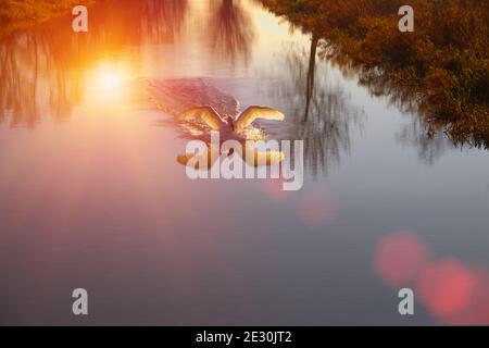 Un atterrissage de cygne sur l'eau. Angleterre Banque D'Images