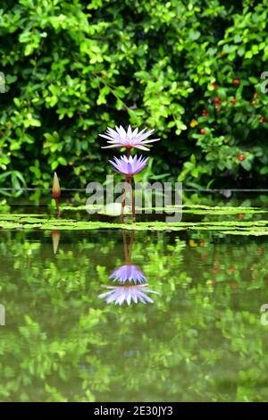 Une vue latérale d'un nénuphar violet fleuri dans un étang calme, montrant une parfaite réflexion d'image miroir. Banque D'Images