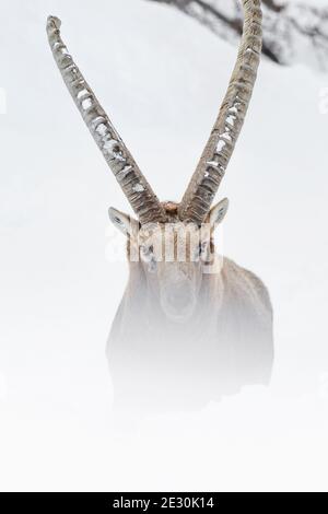 Portrait d'art de l'ibex alpin dans la neige (Capra ibex) Banque D'Images