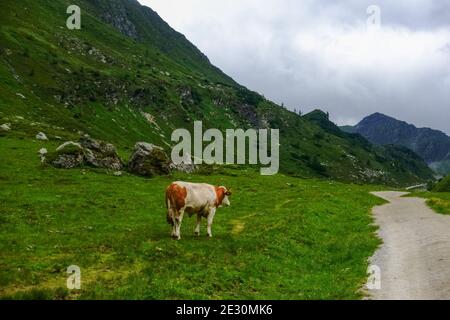 une seule vache se tient près d'une route de terre dans les montagnes vertes pendant la randonnée Banque D'Images