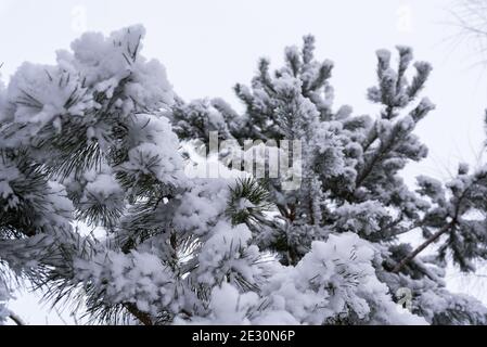 Arbre de Noël recouvert de neige. Branches avec aiguilles recouvertes de peluches blanches. Temps d'hiver. Gel et neige sur les arbres. Banque D'Images