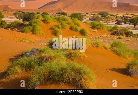 Sossus Vlei Sesriem Desierto Namib Namibie Afrique Banque D'Images