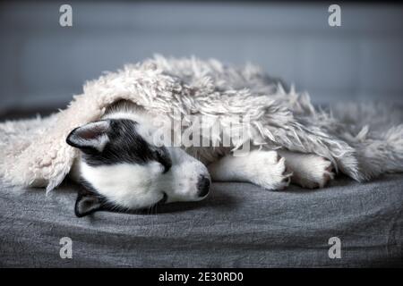 Un petit chien blanc chiot race husky sibérien avec de beaux yeux bleus repose sur le tapis gris. Photographie de chiens et d'animaux de compagnie Banque D'Images