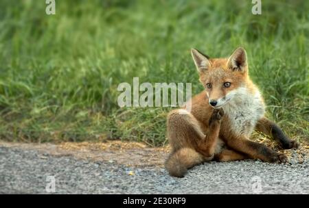 Fox sur la promenade, à la recherche de nourriture dans un champ en Ecosse, u.k Banque D'Images