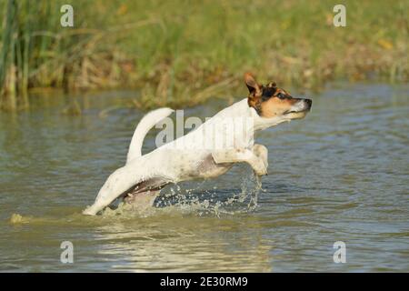 Jack Russell chien terrier dans l'eau Banque D'Images