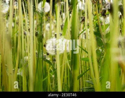 Fonds naturels verts de tiges et de têtes de pissenlits. Banque D'Images