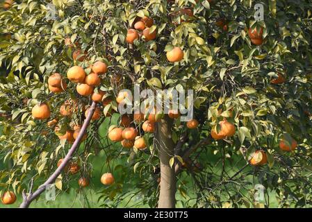 Citrus × sinensis, également connu sous le nom de Citrus sinensis, comprend les oranges douces couramment cultivées, y compris les oranges sanguines et les oranges navelles Banque D'Images