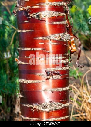 Prunus serrula un arbre à feuilles caduques avec une écorce de cuivre rouge et de fleur blanche rose qui est communément connu sous le nom de cerise tibétaine ou de cerisier de bouleau, stock p Banque D'Images