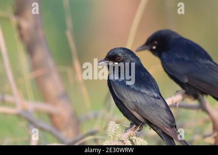 Le drongo noir est un petit oiseau de passereau asiatique de la famille des Dicruridae. Banque D'Images