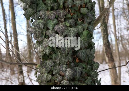 Hedera Helix - l'ivy vert serpente un tronc d'arbre en hiver. Banque D'Images