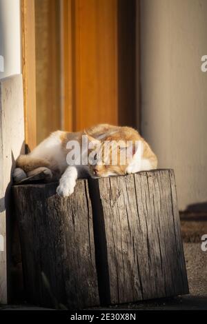Un chat moelleux Munchkin à fourrure blanche et orange repose sur un morceau de bois taillé. Banque D'Images