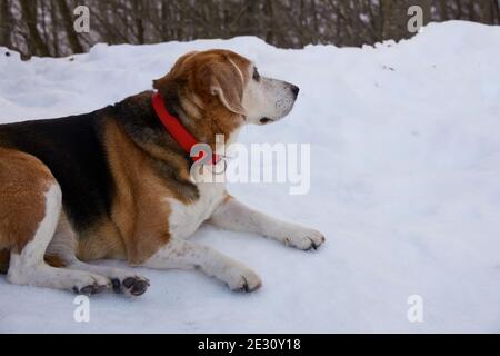 le chien de beagle, vieux et gras, avec un collier rouge, allongé sur la neige, détecte la présence d'un animal sauvage Banque D'Images