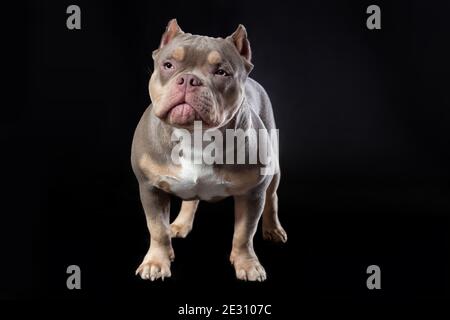 Chien mâle de race américaine de taureaux de lilas tricolore debout sur l'arrière-plan noir à la vue de face Banque D'Images