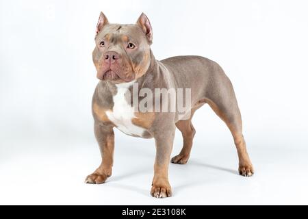 Chien femelle de race américaine de boulette de lilas tricolore debout sur fond blanc avec un visage sérieux Banque D'Images