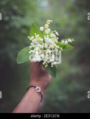 Un bouquet de fleurs de Lily of the Valley tenaient hors de la limite dans une main Banque D'Images