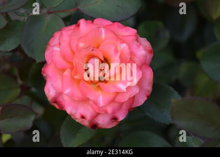 Les roses blanches et rouges fleurissent dans le jardin. Rose blanche et rouge dans un jardin. Rose de thé hybride. Rose et blanc grand jardin de thé hybride rose gros, romantique Banque D'Images