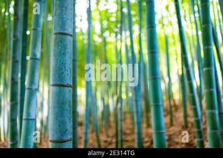 (Mise au point sélective) vue imprenable sur une forêt de bambou défocuée pendant une journée ensoleillée. Arashiyama Bamboo Grove, Kyoto, Japon. Fond vert naturel. Banque D'Images