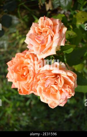 Belle rose et roses orange dans le jardin. Roses en fleurs. Les roses orange fleurissent sur l'arbre dans le jardin fleuri, un symbole d'amour. Orange ro Banque D'Images