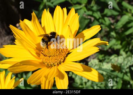 Bumble Bees ou abeilles domestiques pollinisant sur de faux tournesols ou Heliopsis helianthoides dans le jardin lors d'une journée d'été. Heliopsis jaune gros plan Banque D'Images