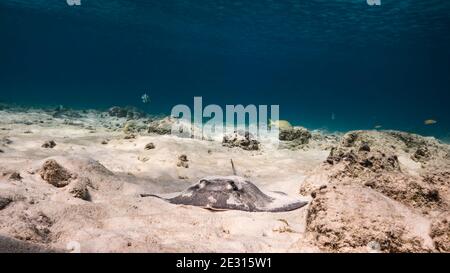 Queue de cheval des Caraïbes Stingray dans les eaux peu profondes du récif corallien de la mer des Caraïbes, Curaçao Banque D'Images