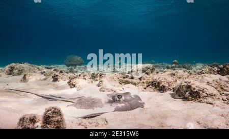 Queue de cheval des Caraïbes Stingray dans les eaux peu profondes du récif corallien de la mer des Caraïbes, Curaçao Banque D'Images