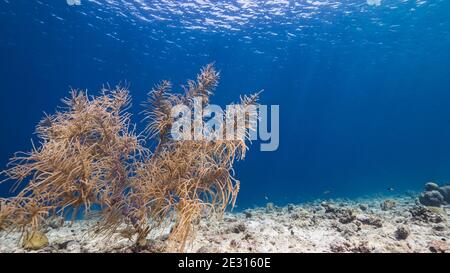 Queue de cheval des Caraïbes Stingray dans les eaux peu profondes du récif corallien de la mer des Caraïbes, Curaçao Banque D'Images