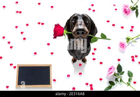 Saucisse de dachshund chien sur les valentines amour de forme de coeur avec moi j'aime que vous signez comme arrière-plan isolé sur blanc Banque D'Images
