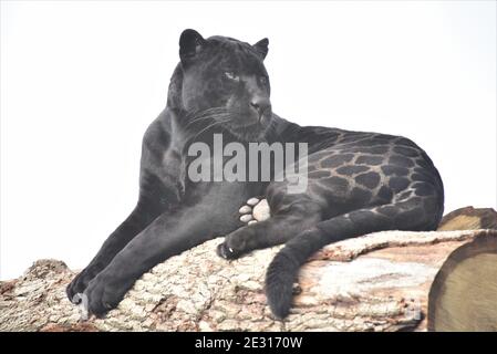 'Leopard Panthera pardus', 'Black Panther', , 'panther couché', 'Big Cat', 'nocturne', 'carnivore', 'conservation de la faune', 'réfrigéréet' Banque D'Images