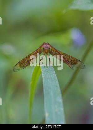 Parasol commun Neurothemis fluctue libellule profil avant Banque D'Images